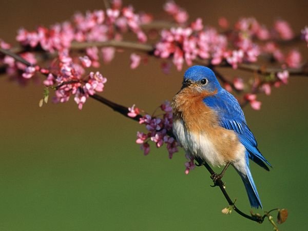 om en Bluebird naturliga livsmiljö